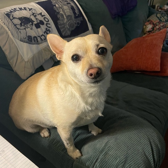 Meet your Posher, Lauren - Picture 5 of 10